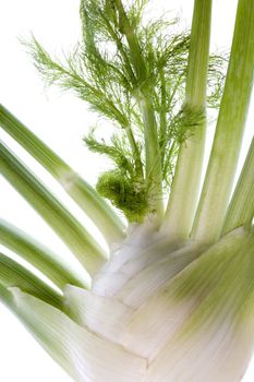 Isolated image of fresh fennel.