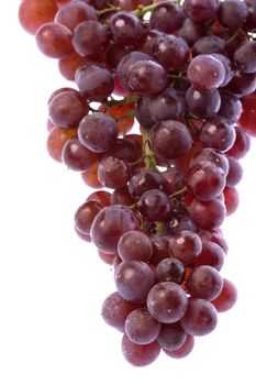 Isolated macro image of Champagne grapes or also known as Zante currants.