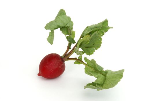 A fresh radish with leaves over a white background.