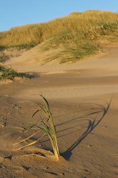 Dune grass, mohair, isolated with shadow in front of a sand dune with other dune grasses.