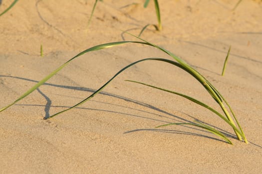 Dune grass, green blades, arched over granular yellow sand with the grass shadow.