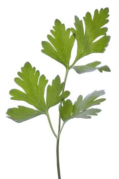 Isolated macro image of italian parsley leaves.