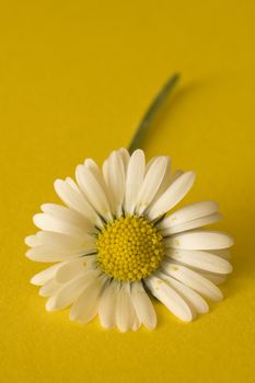 daisy detail photo on yellow background, shallow depth of view