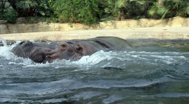 Hippopotamus in африке where that floats, water from a mouth a fountain, hippopotamus starts up bubbles