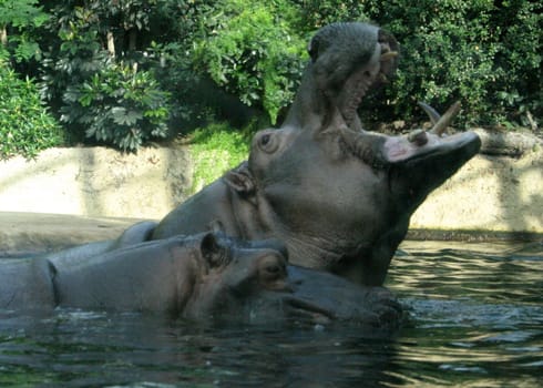 The hippopotamus in water where that floats also to whom that that shouts
