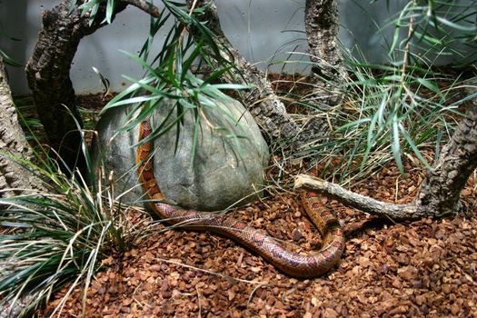 The snake has a rest on the nature among stones, a grass and green bushes