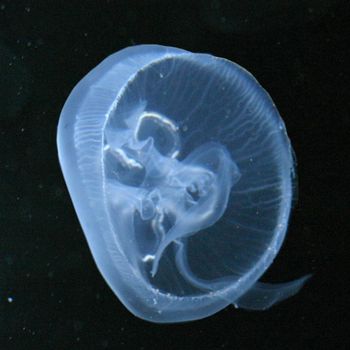 Jellyfish in an aquarium,kind Malayen-Qualle, Sanderina malayensis
