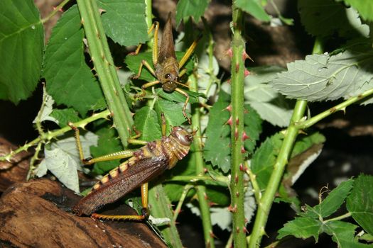 Grasshopper motley, grasshoppers in a yellow strip, in a grass, on the nature