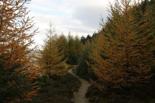 A winding public footpath leads through a variety of pine trees in a forest with a cloudy sky,