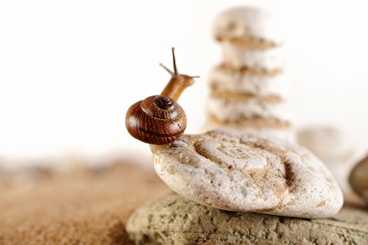Snail on the edge of shingle on the coast