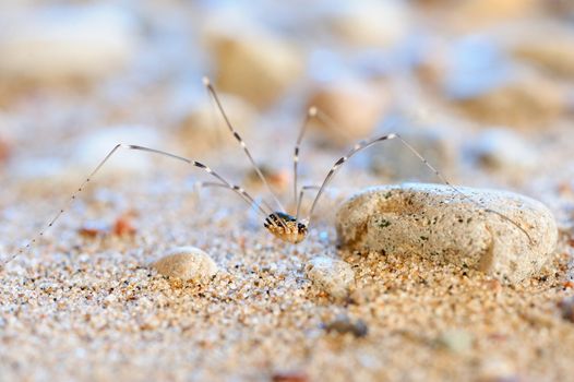 Spider movement between gravel on the sea sand