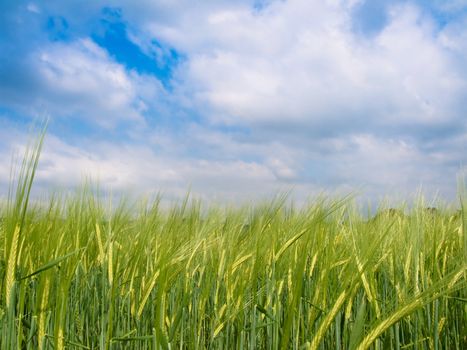 Green barley field under blue sky with clouds