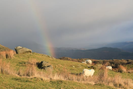 Sheep graze on green grass with rocks while a rainbow forms from a rain cloud.