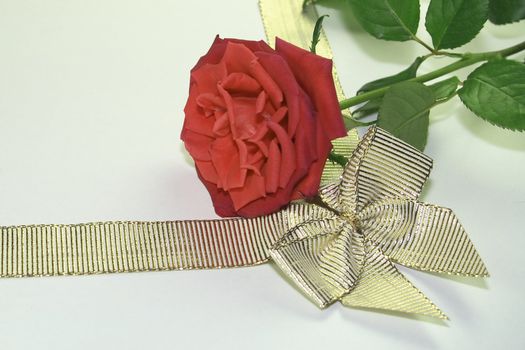 a red rose and a golden ribbon over a light background