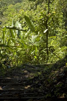 Walking trail in Parque Nacional Hacienda Baru, Costa Rica.