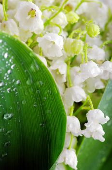 Lily-of-the-valley against a pale green background