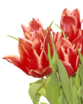 bunch of red tulips for easter isolated over a white background