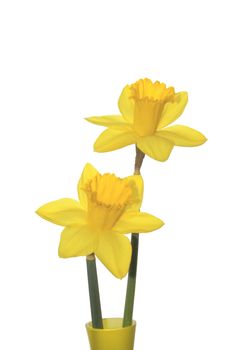 two  yellow daffodils isolated over a white background