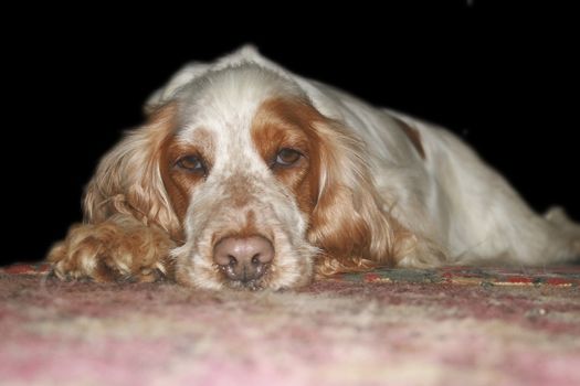 tan and white cocker spaniel laying on the floor looking directly at the camera