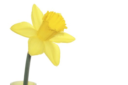 single yellow daffodil isolated over a white background