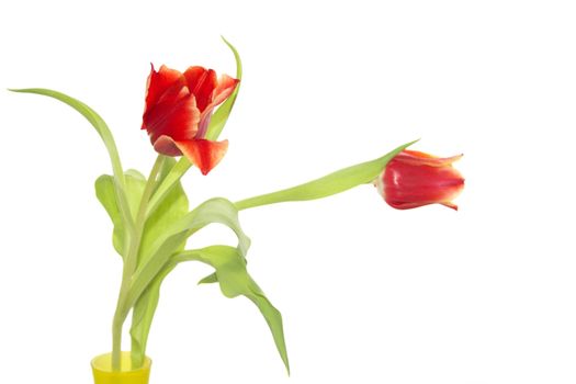 two tulip flowers in a yellow glass vase isolated over white