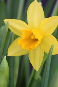 tete a tete daffodil