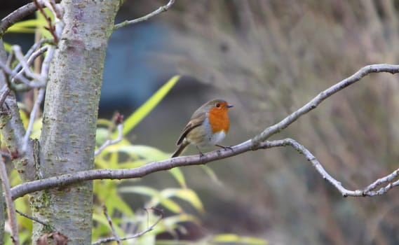 robin