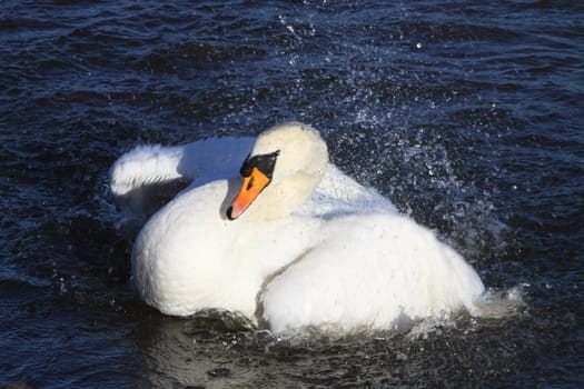 mute swan
