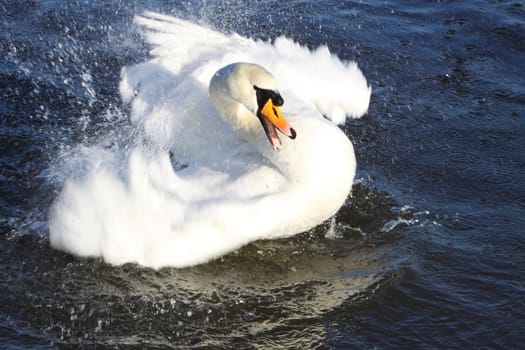 mute swan