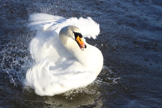 mute swan