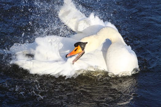 mute swan