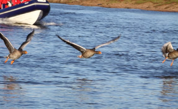 geese in flight