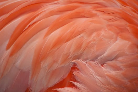 Detail of pink flamingo feathers.