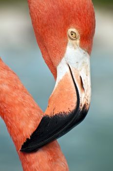 Close up image of a pink flamingo.