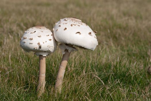 The edible parasol mushroom, Macrolepiota procera, with a fly, growing on summer grass.