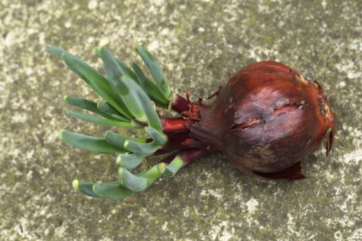 a red onion showing new shoots as it regrows in the spring