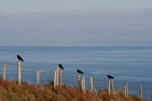 The rare Chough, Pyrrhocorax pyrrhocorax, red legs and red beaks, two adults with rings and two maturing chicks, sitting on fence posts with a view of the blue sea.