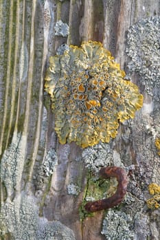 Sunburst lichen, Xanthoria parietina, growing on textured wood with a rusty metal staple.