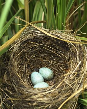 three blue blackbirds eggs laying in the bottom of the nest