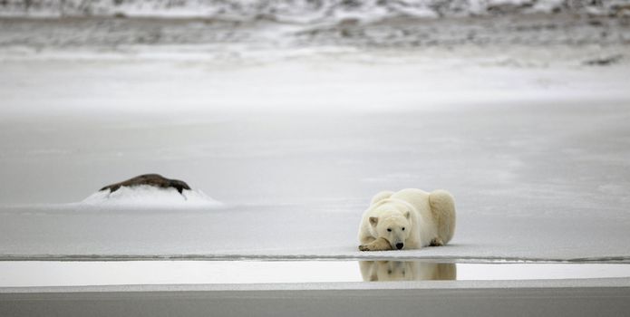 Rest of a polar bear. A polar bear having a rest on ice at water.