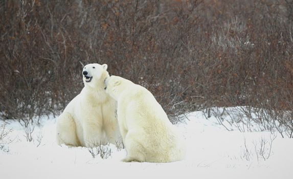 Dialogue of polar bears. Two polar bears have met against a dark bush and are measured by mouths.