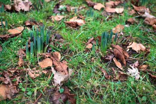 arrival of the first flowers at the end of the winter, hope of a better season