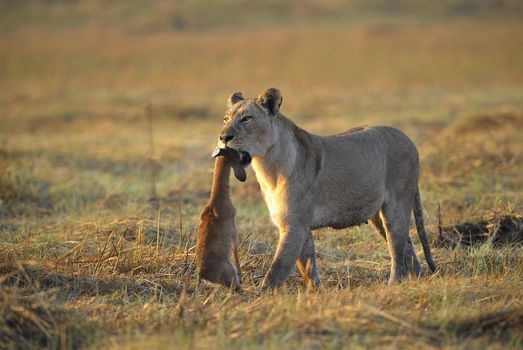 A lioness with new-born antelope prey. The lioness goes on savanna and bears the killed kid of an antelope. A yellow grass. The morning sun.