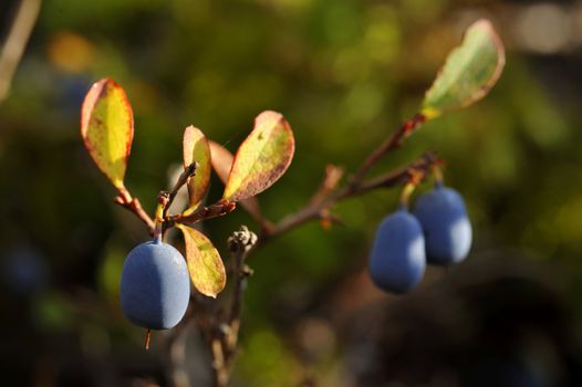 Bog Bilberry or Northern Bilberry. Green background. Vaccinium uliginosum 