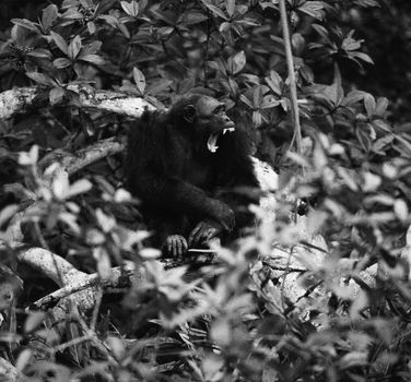 The male of a chimpanzee sits in branches of a tree and yawns. The Black-and-white photo.