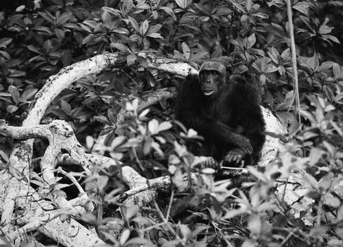 The chimpanzee sits in branches of a tree . The Black-and-white photo.