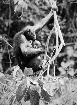 Dwarfish shimpaze - bonobo with a cub in a native habitat