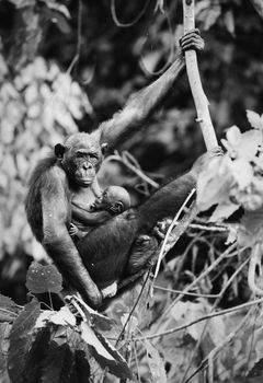 Dwarfish shimpaze - bonobo with a cub in a native habitat