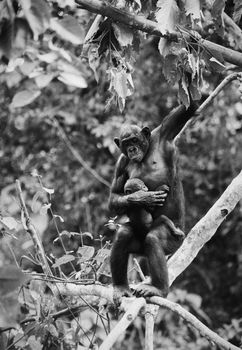 Dwarfish shimpaze - bonobo with a cub in a native habitat