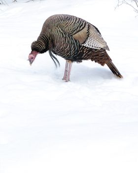 Male wild turkey standing in winter snow.